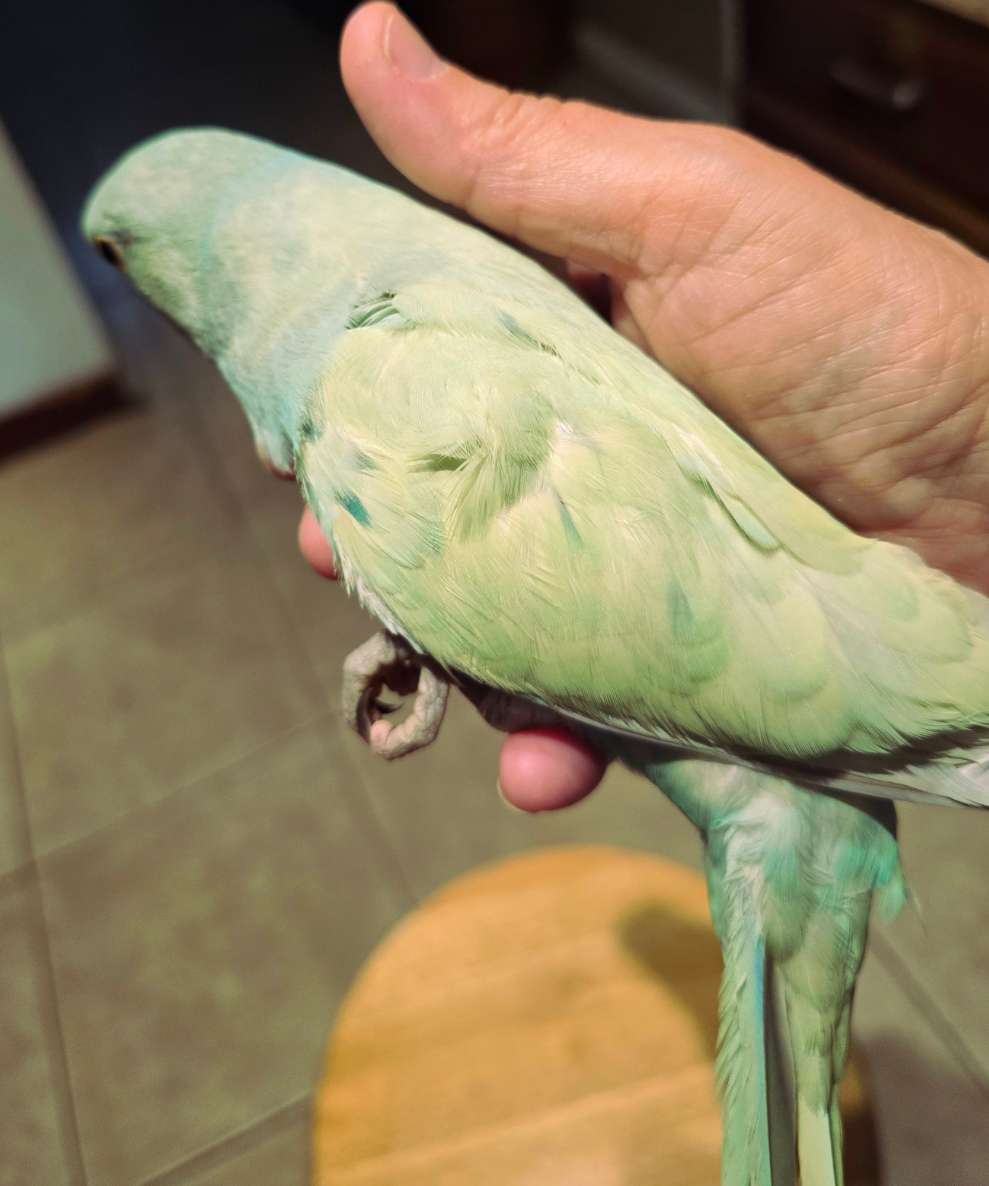 Indian Ringneck Emerald aka chatterbox parrot