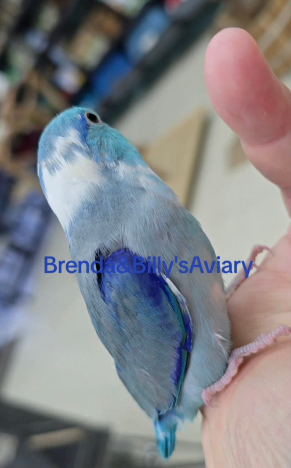 Parrotlets