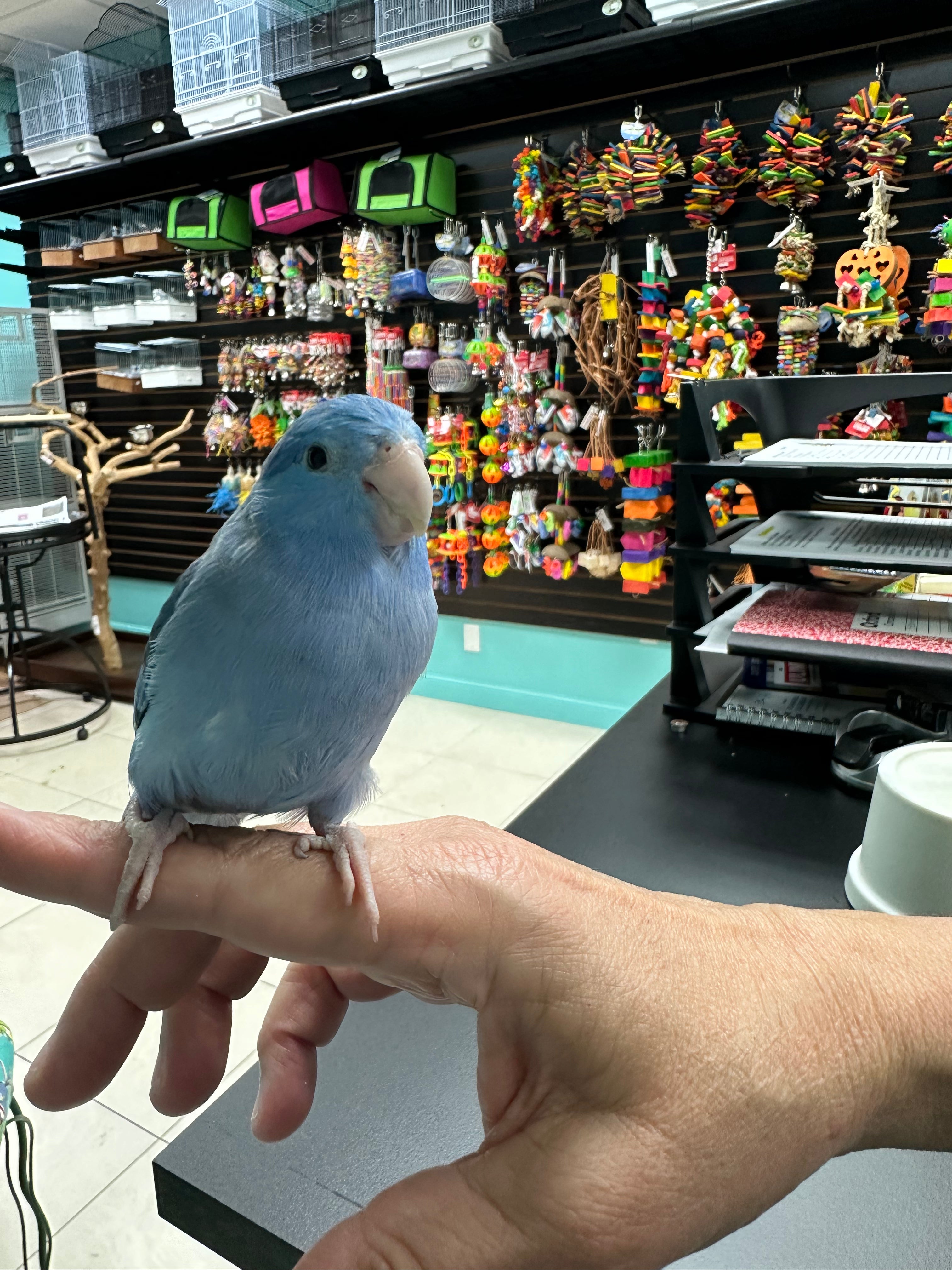 Illustration of Discounted Macaw Aviary Systems For Parrotlets