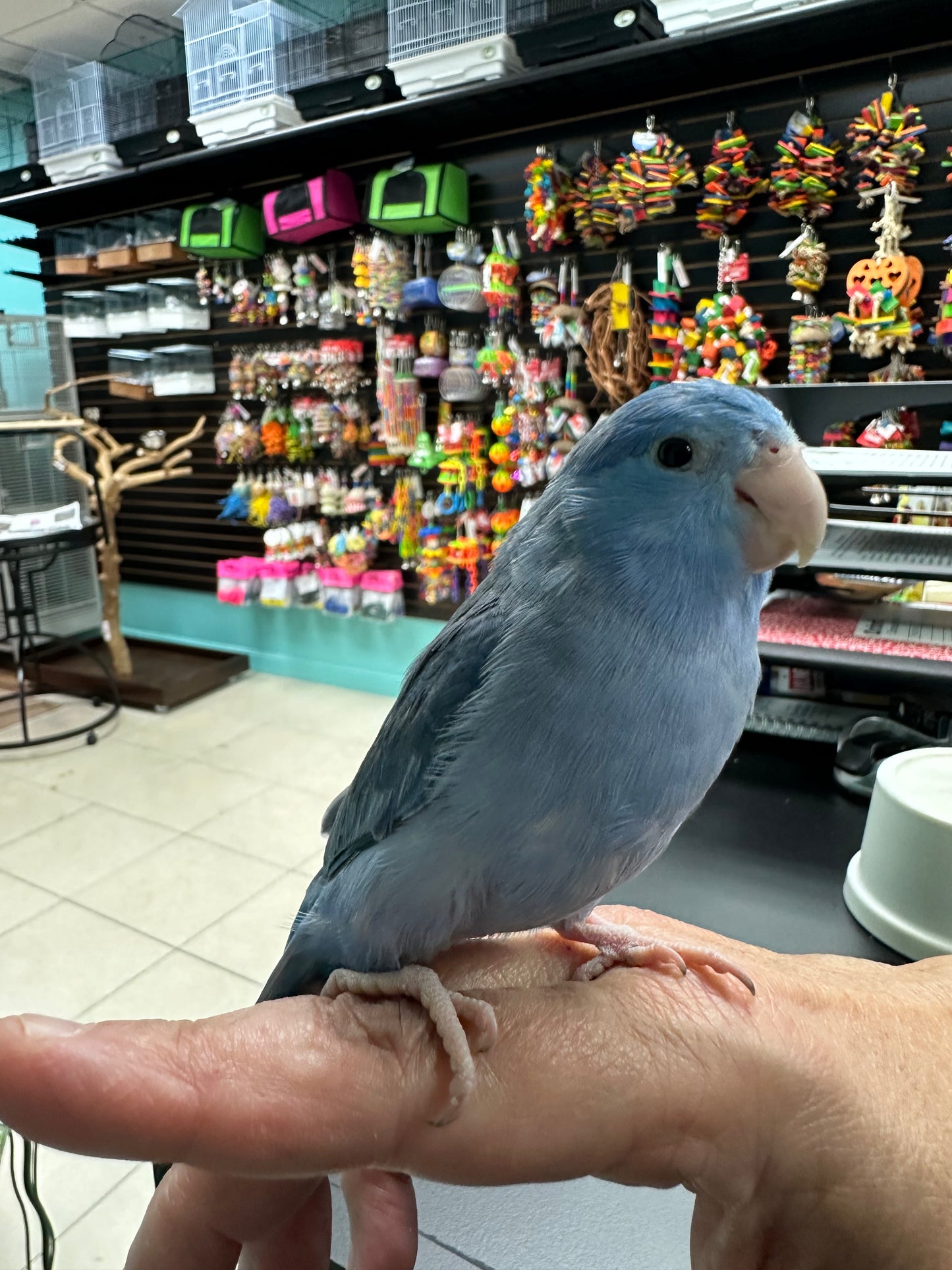 Parrotlets
