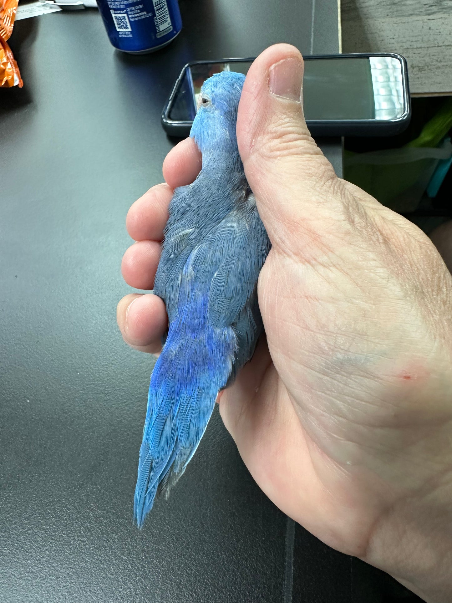 Parrotlets
