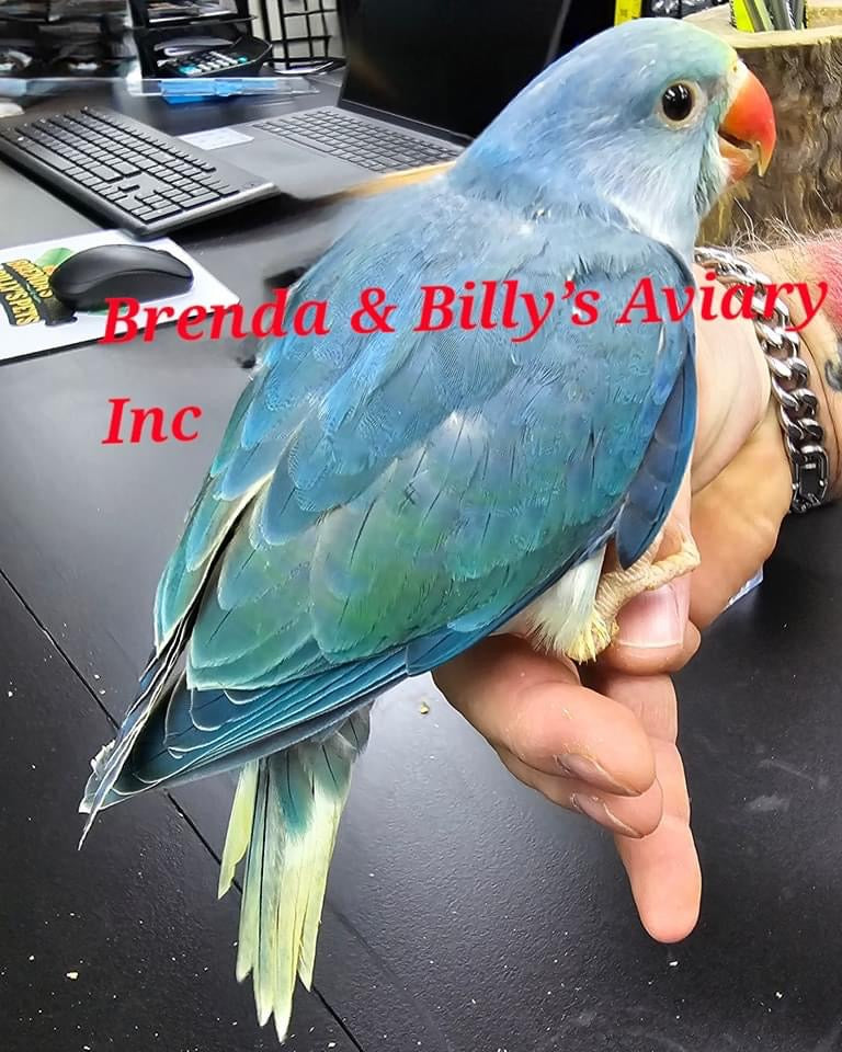 Indian Ringneck Turquoise-Cobalt aka Chatter-box parrot – Brenda