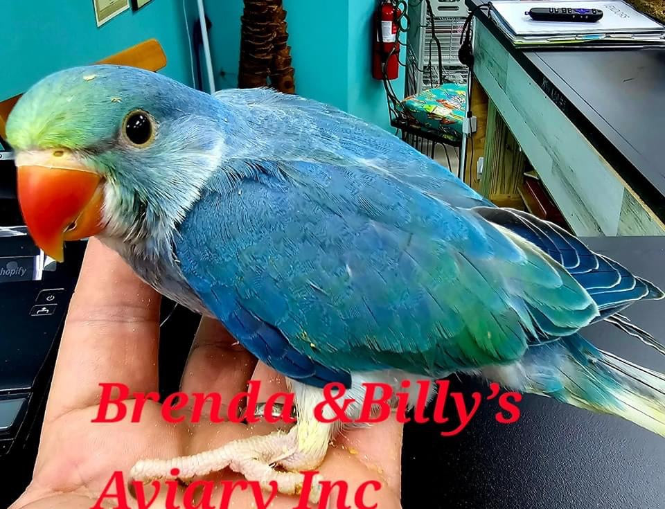 Indian Ringneck Turquoise-Cobalt aka Chatter-box parrot