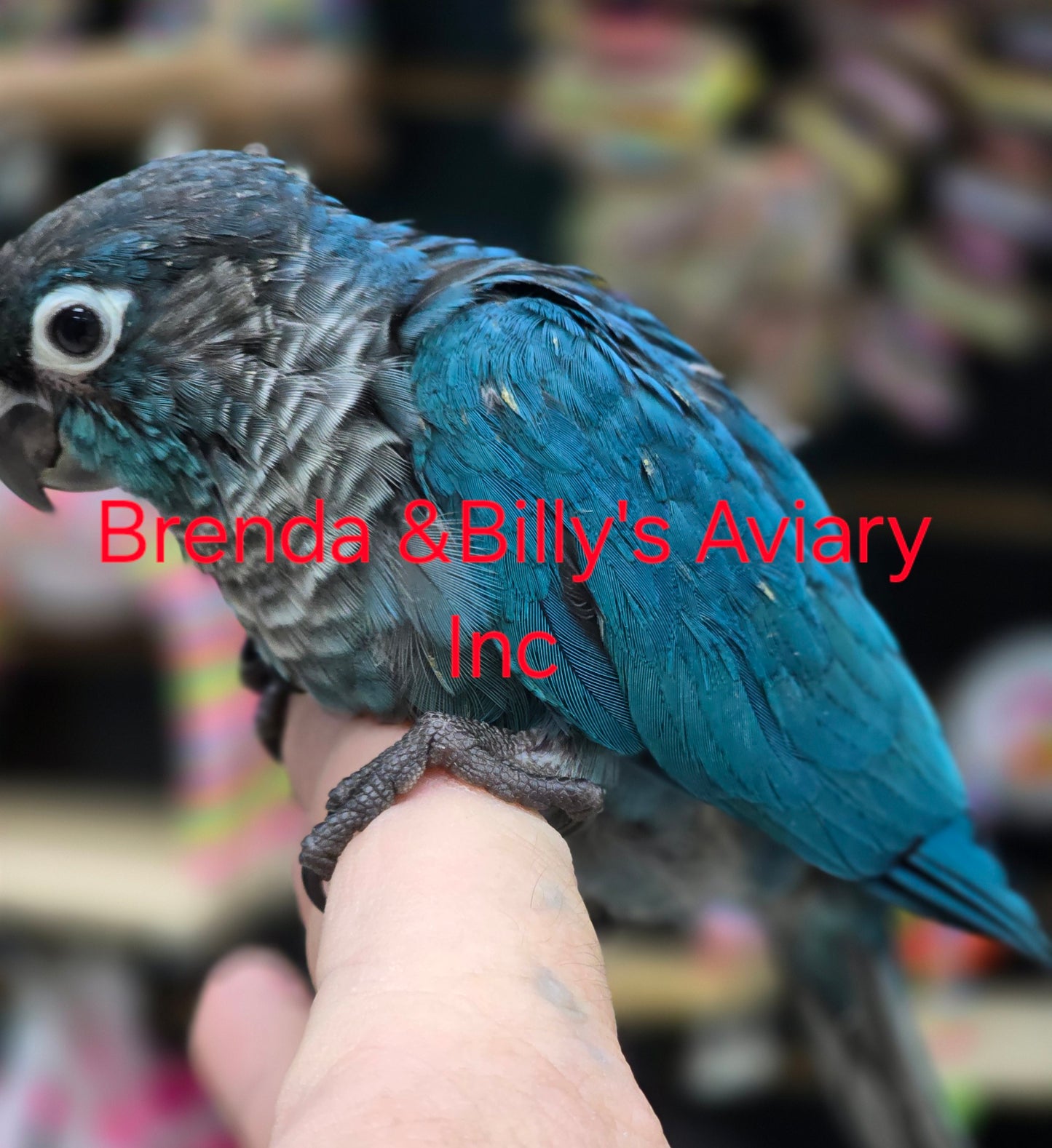 Conure DBL Violet Green Cheek
