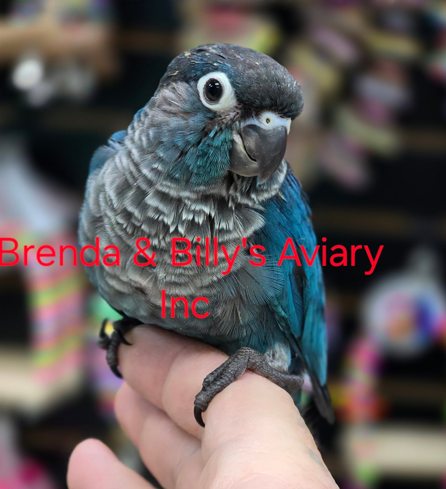 Conure DBL Violet Green Cheek