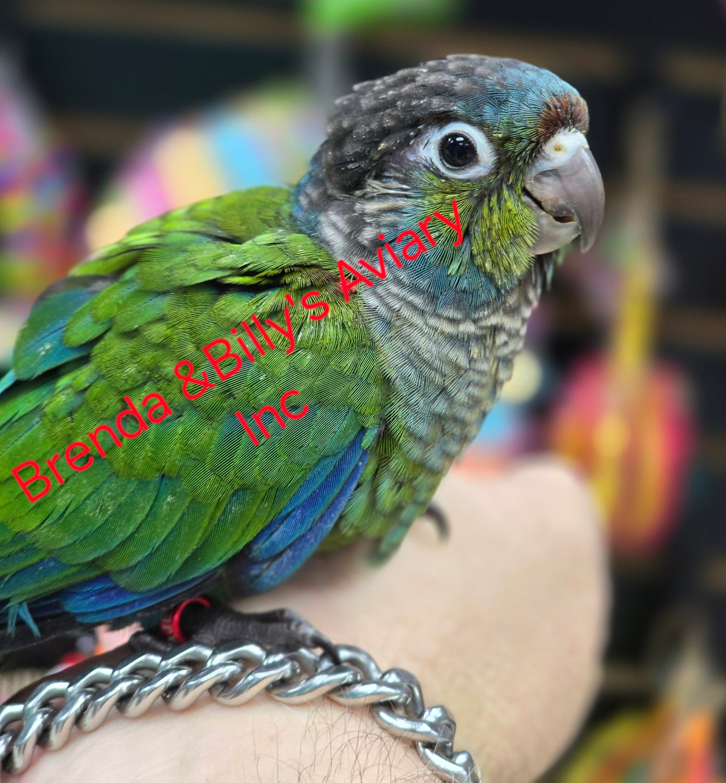 Conure Crimson Belly