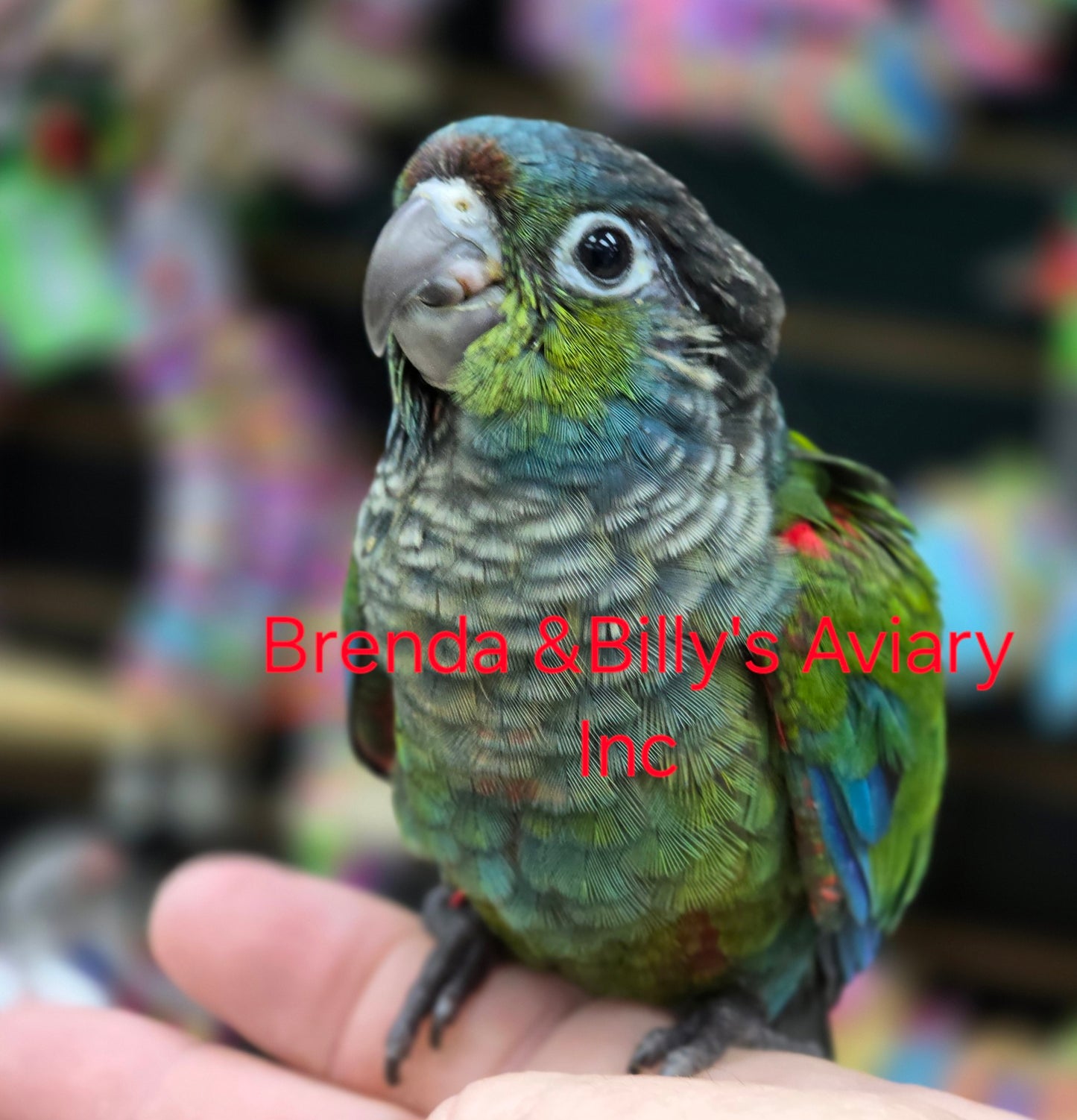 Conure Crimson Belly