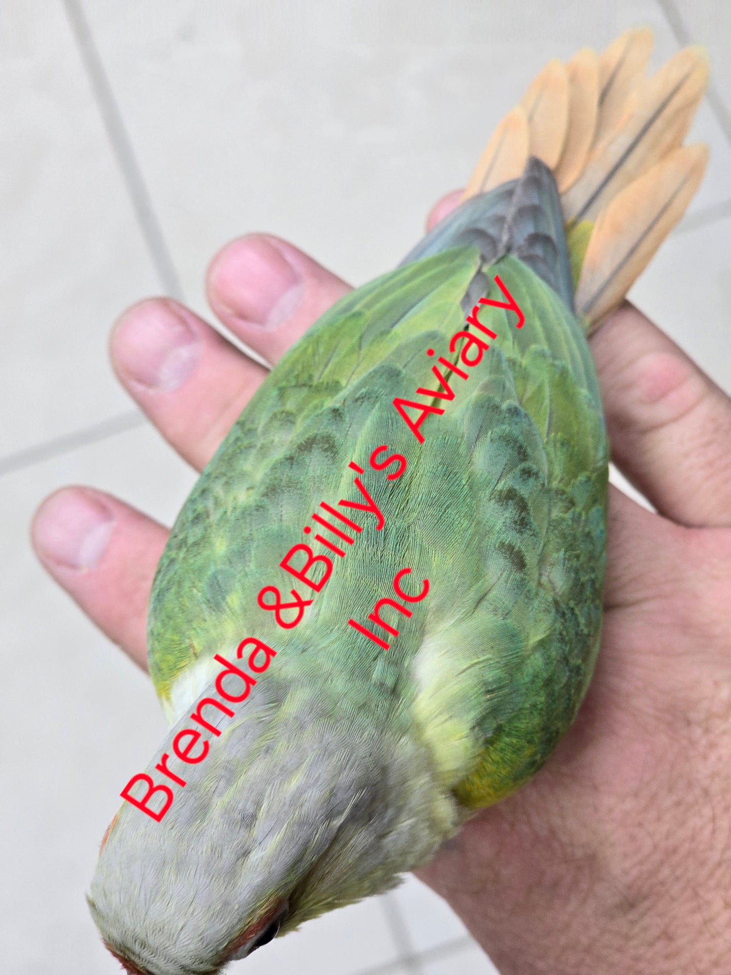 Conure Opa mint green cheek