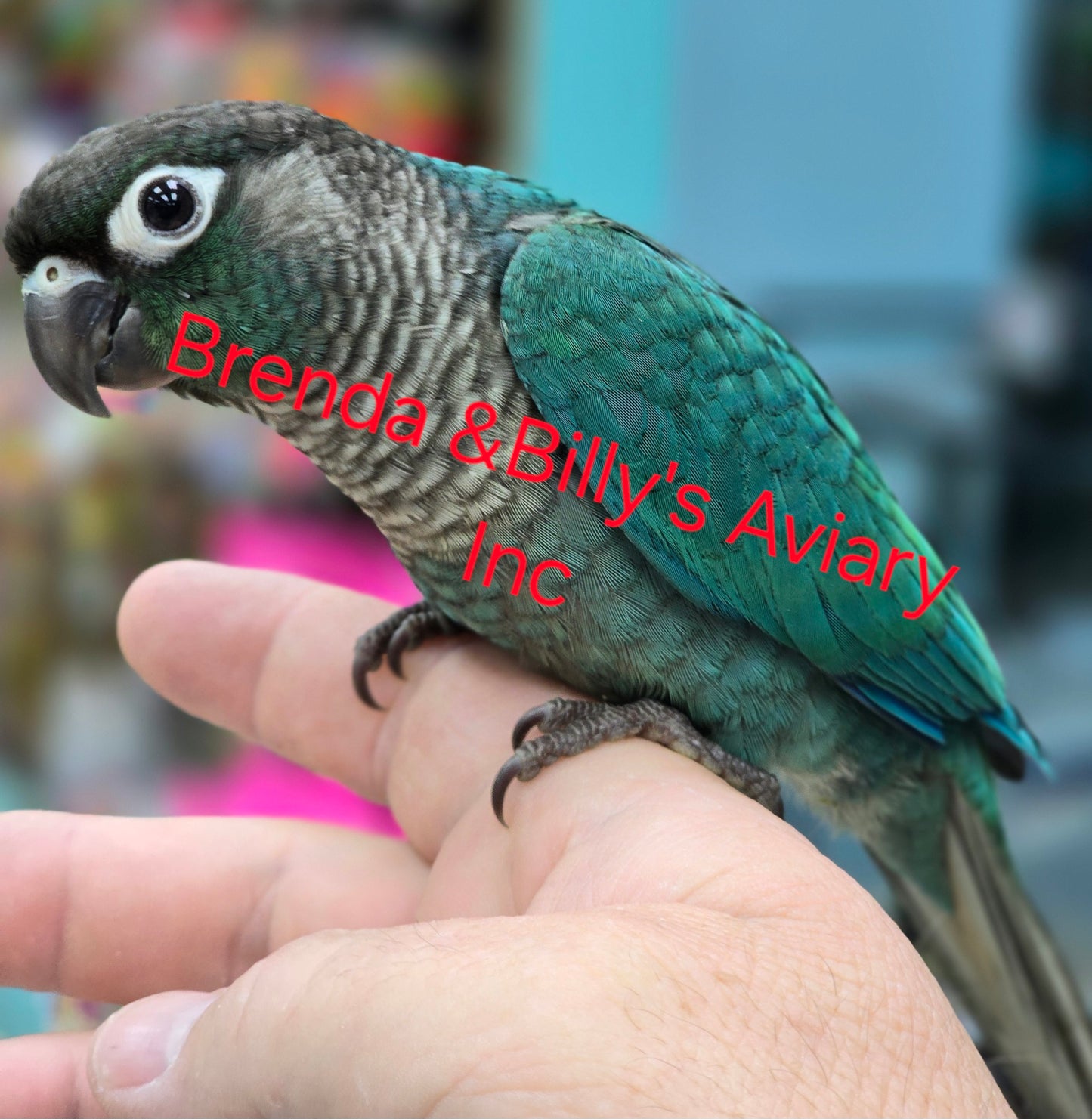 Conure Green cheek - Turquoise