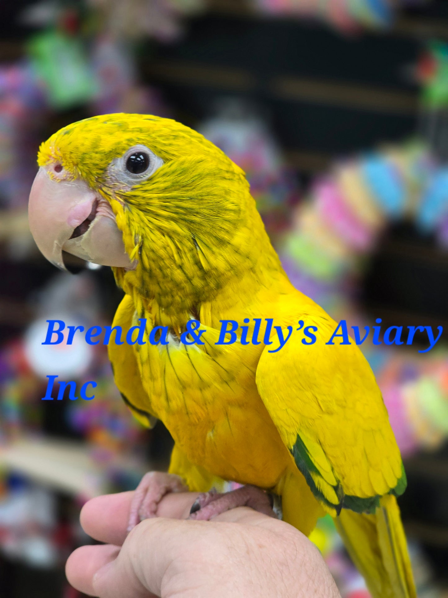 Conure Golden aka Queen of Bavaria