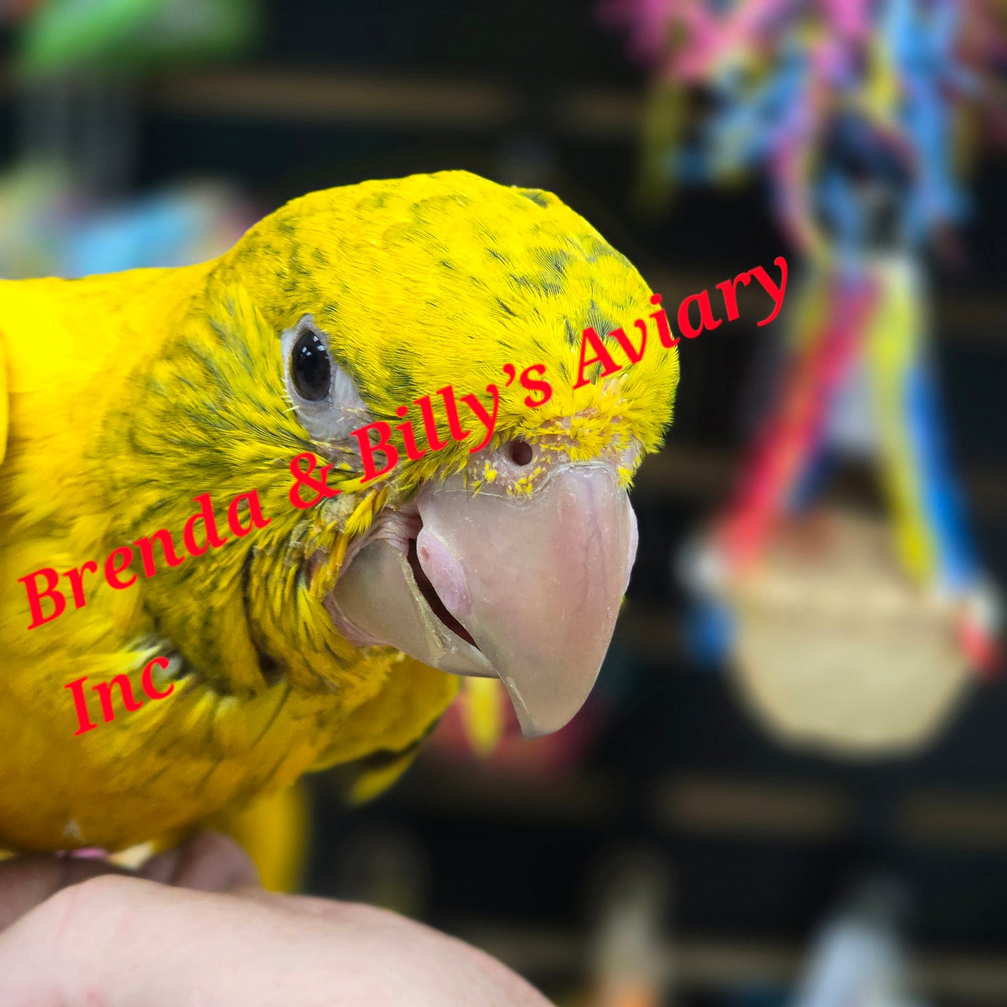 Conure Golden aka Queen of Bavaria