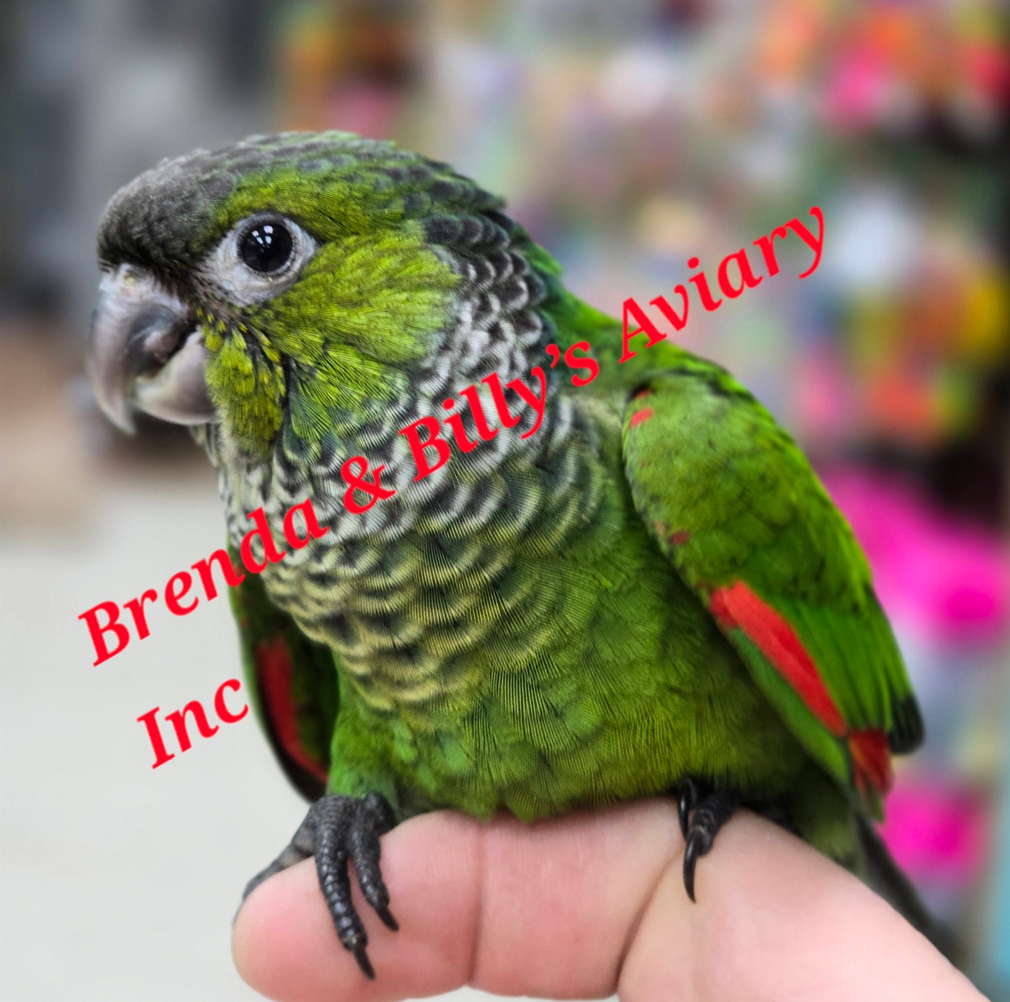 Conure Black Cap