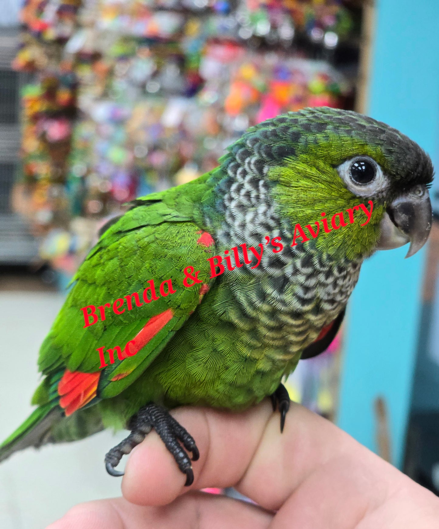 Conure Black Cap