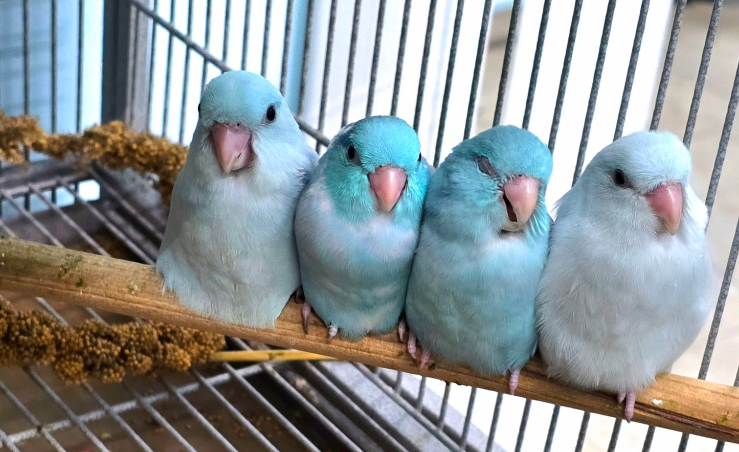 Parrotlets