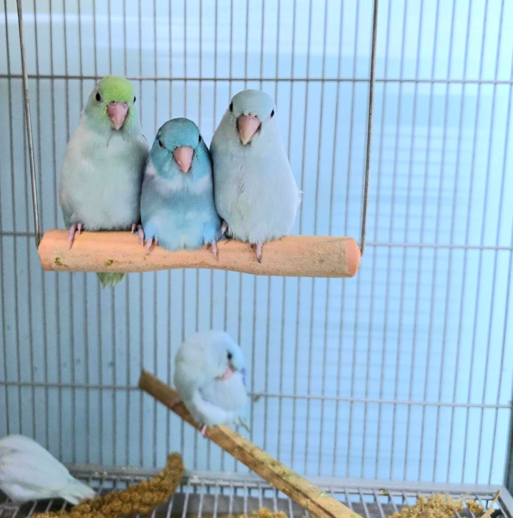 Parrotlets