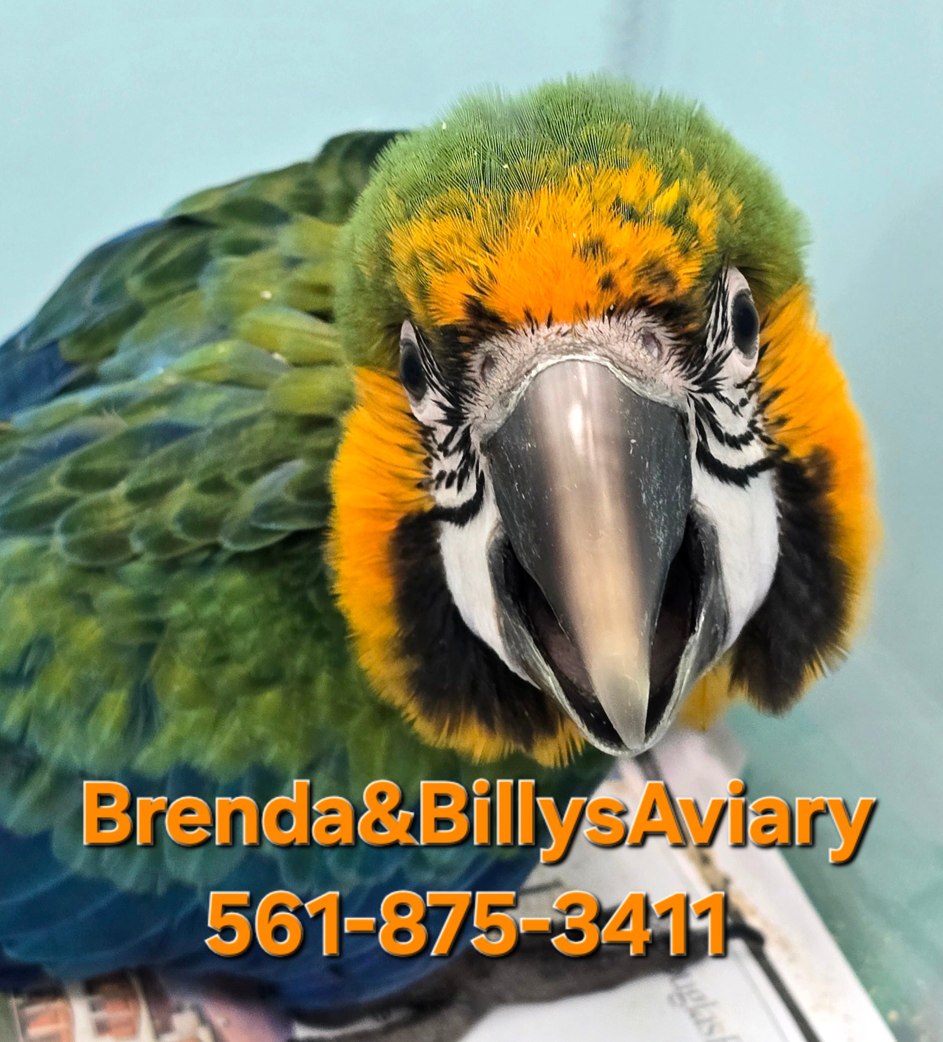 Image result for Macaw Catalina - Brenda & Billy's Aviary, Inc.®