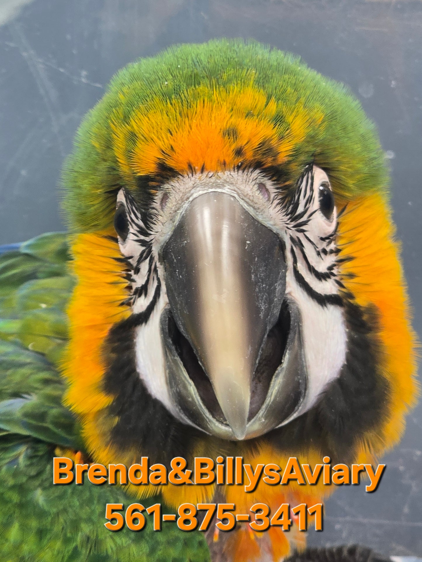 Macaw Catalina