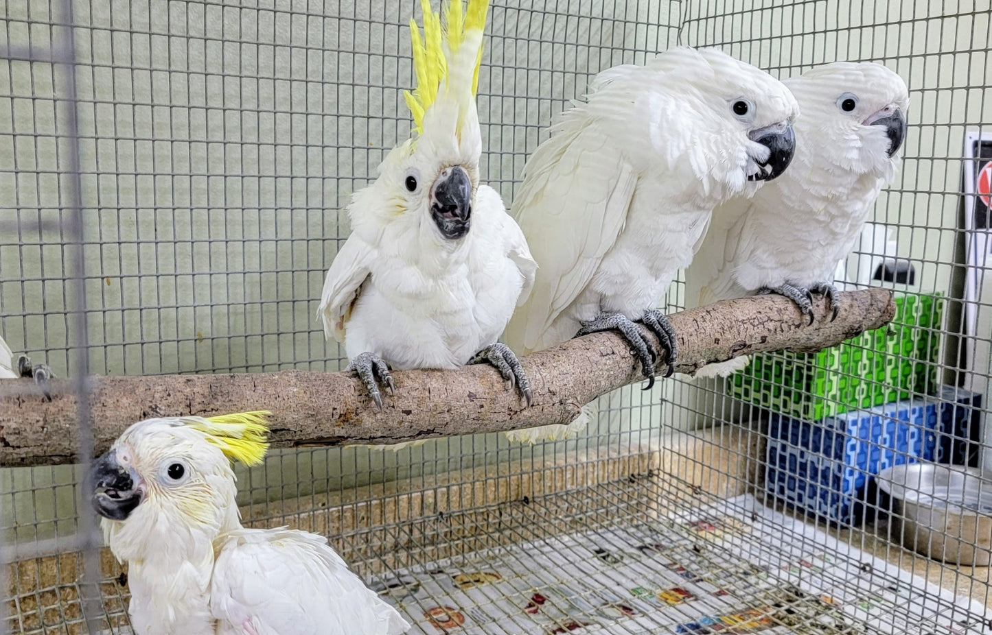 Cockatoo Umbrella