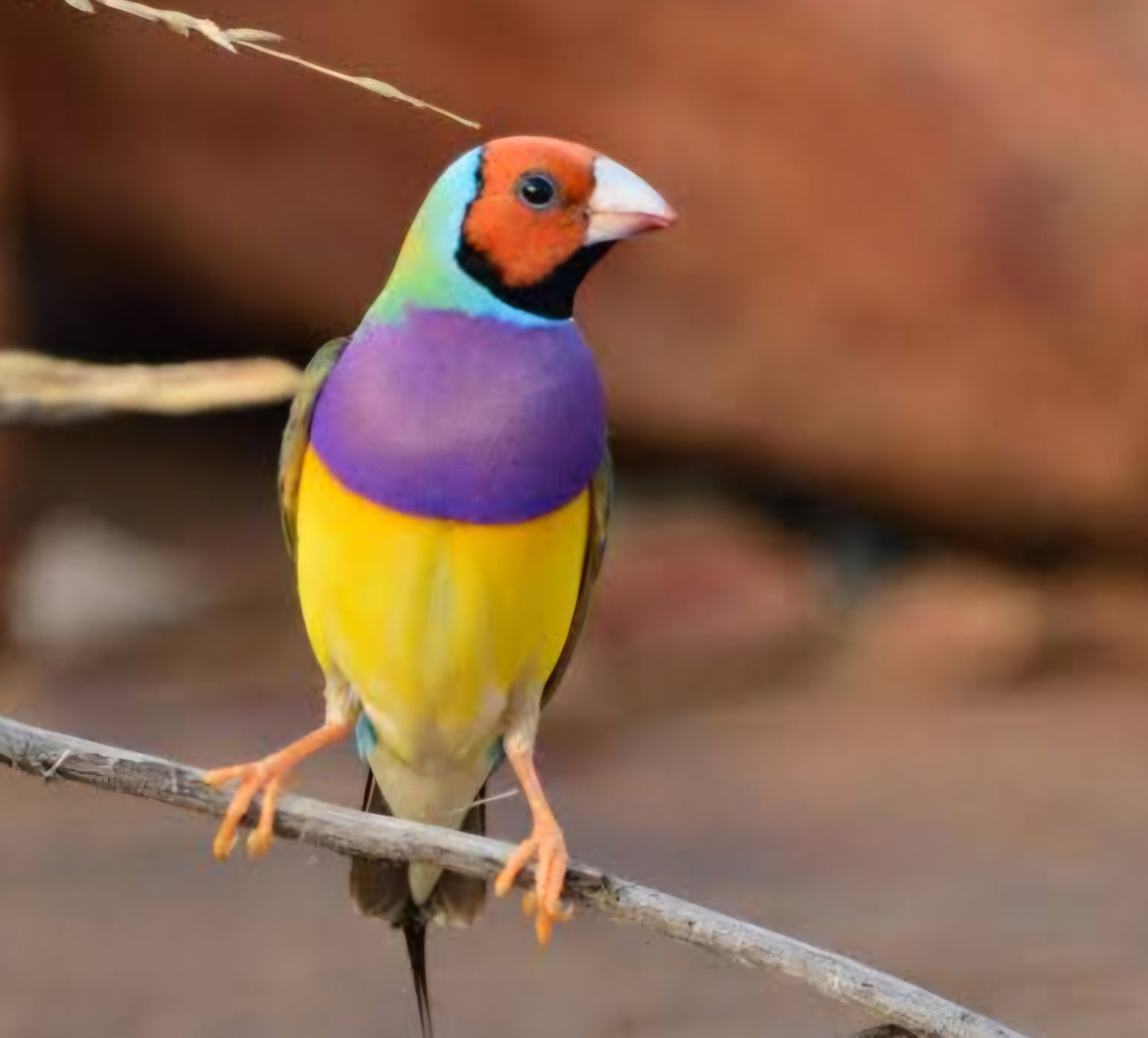 Finch Lady Gouldian
