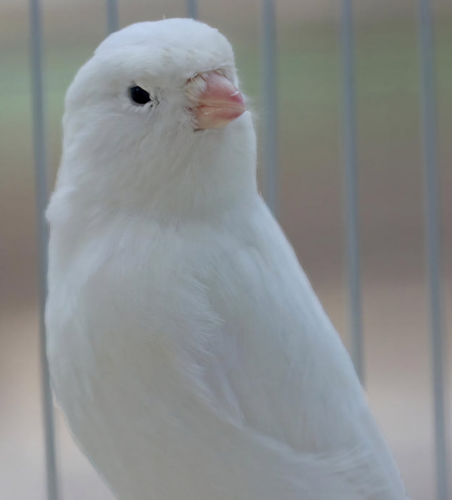 Canaries