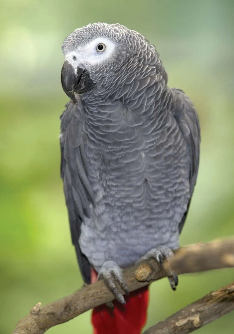 African Grey Congo