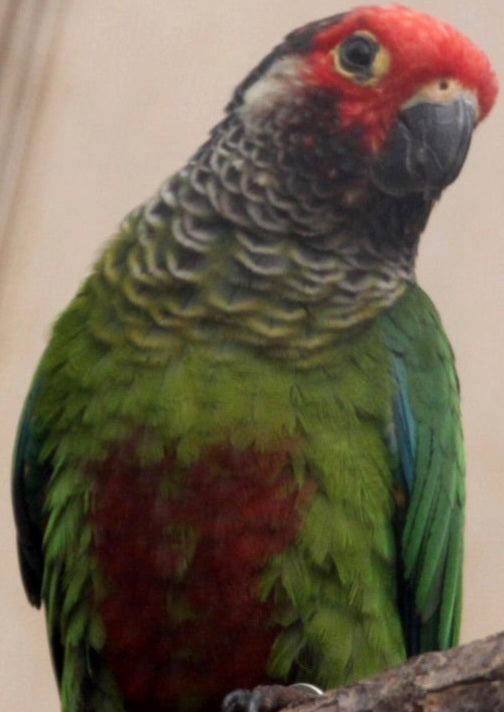 Conure Rosiefrons aka rose fronted
