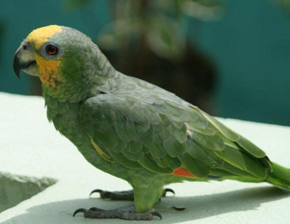 Amazon Orange-Winged