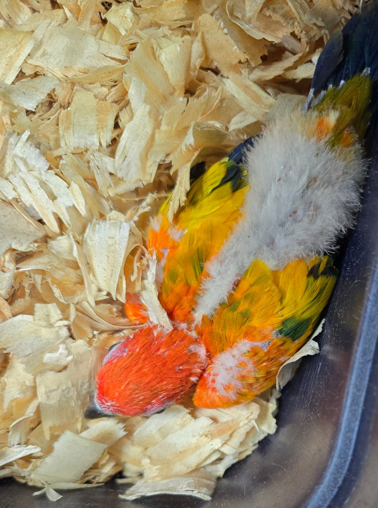 Conure Sun -red factor