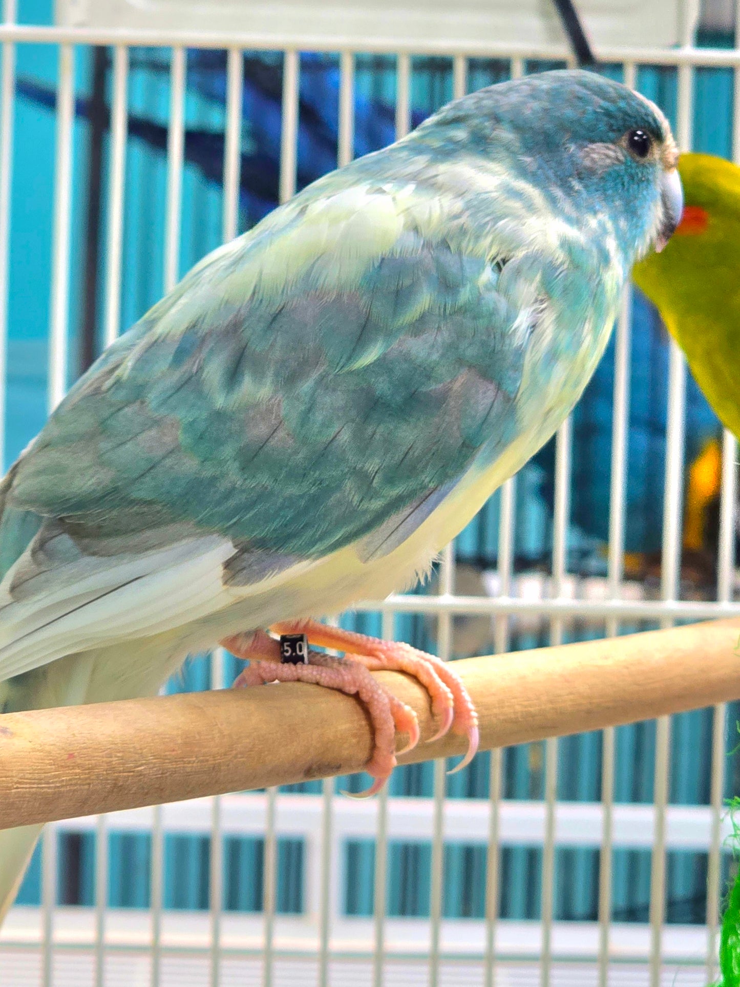 Kakariki Parakeet