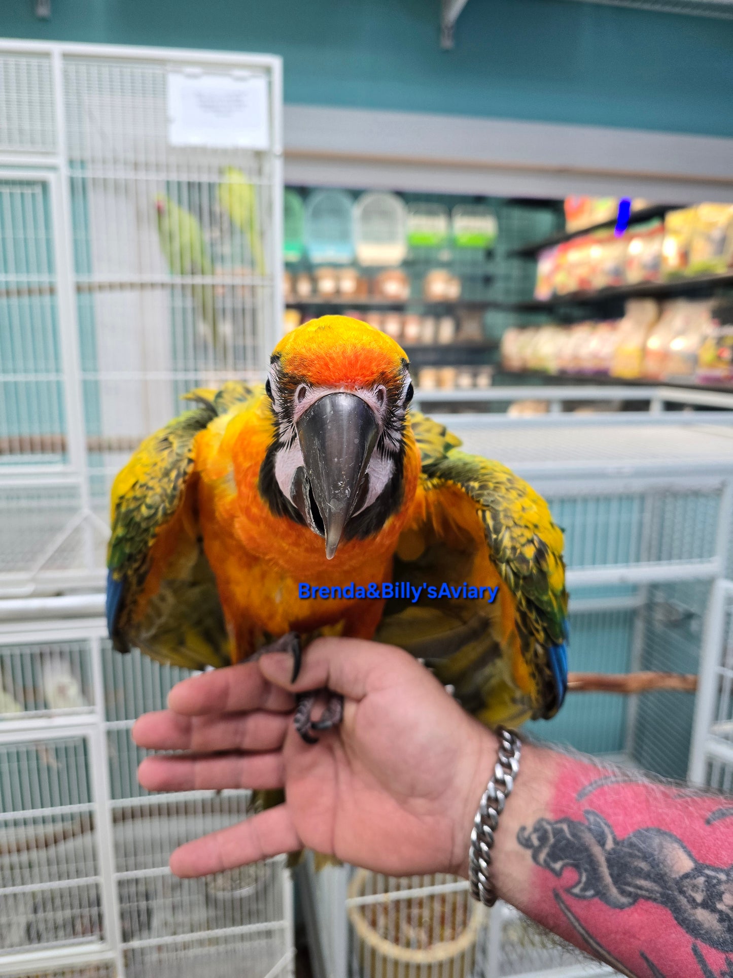 Macaw Camelot High Yellow
