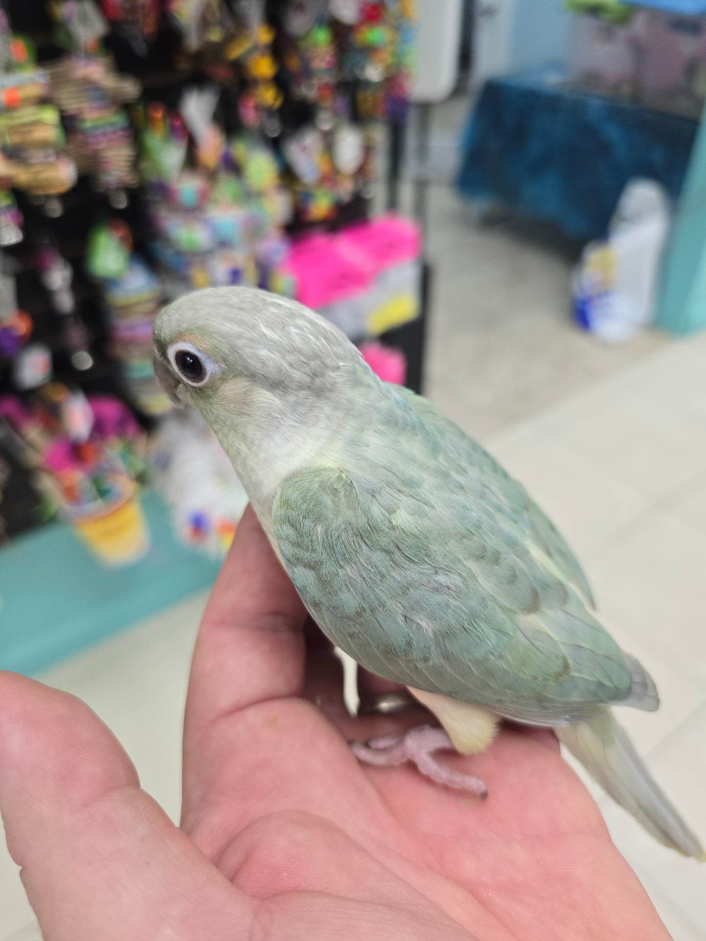 Conure Single factor Violet Mint Green Cheek
