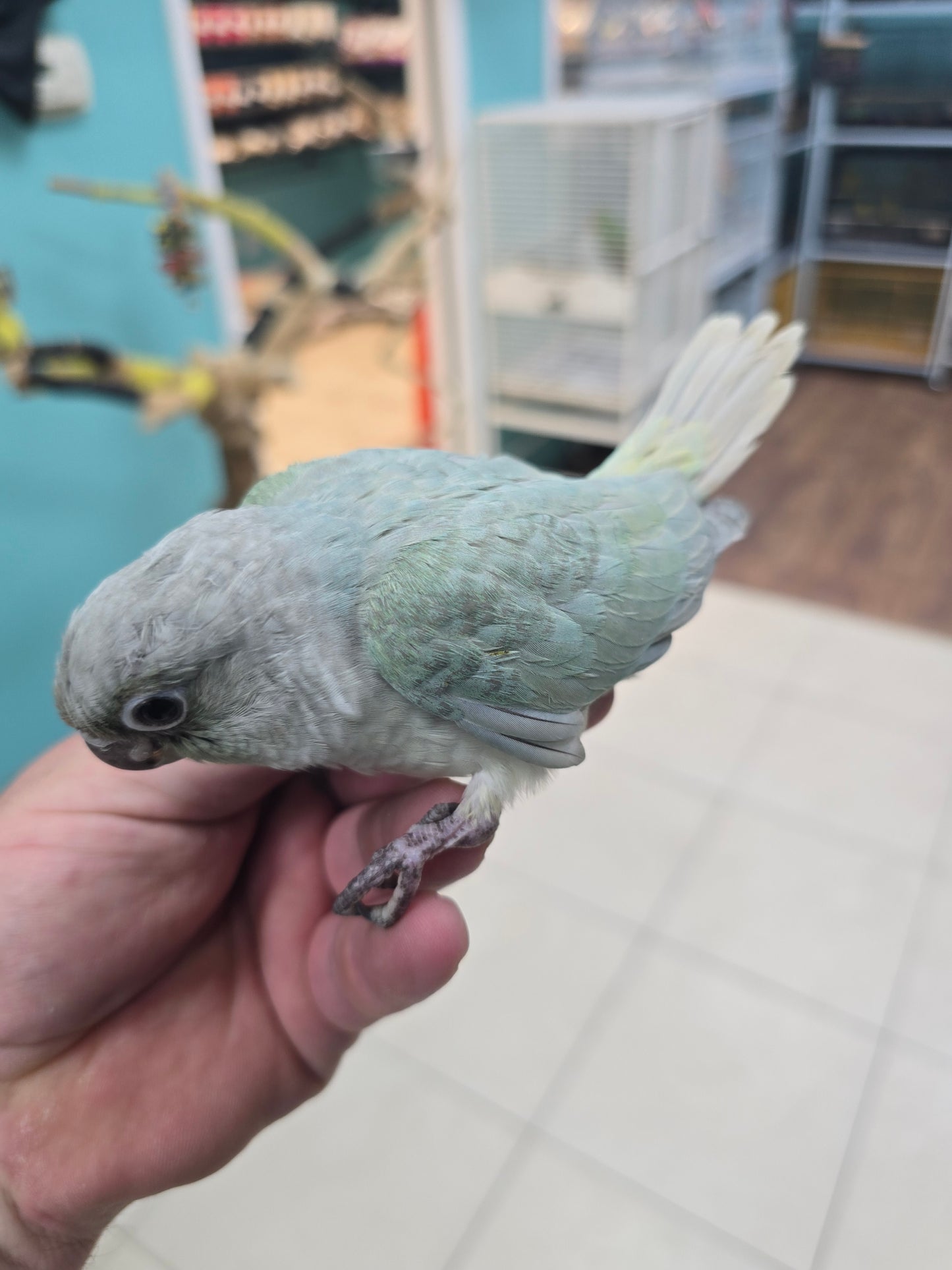 Conure Single factor Violet Opa-Mint Green Cheek158