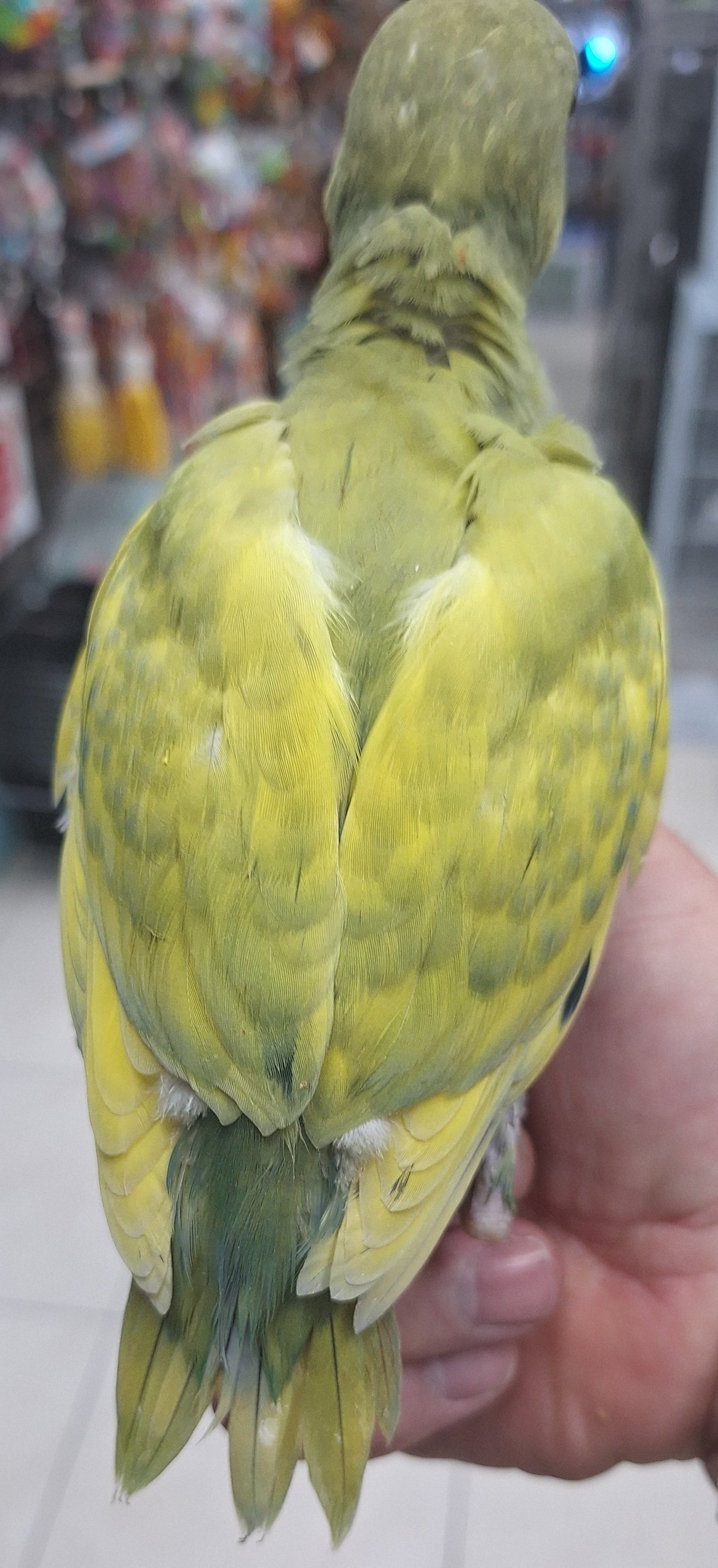 Indian Ringneck Violet Green Harlequin aka Chatter-box parrot