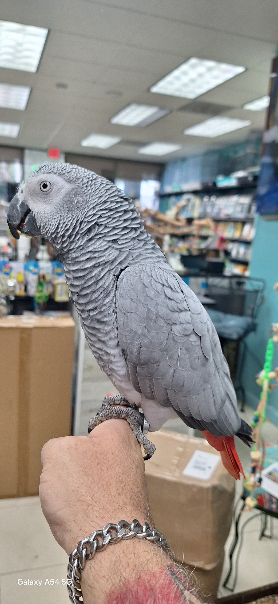 African Gray Congo