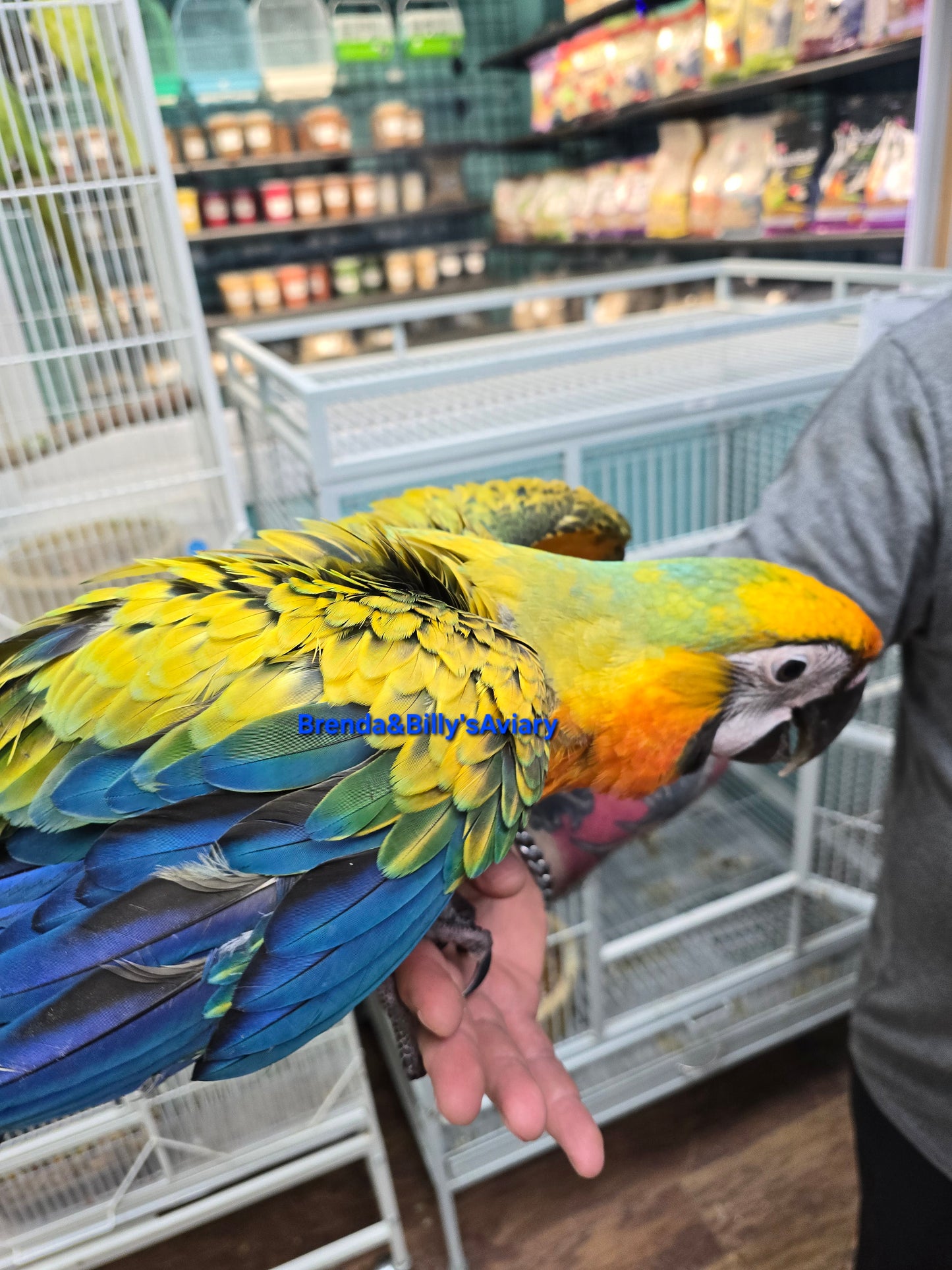 Macaw Camelot High Yellow