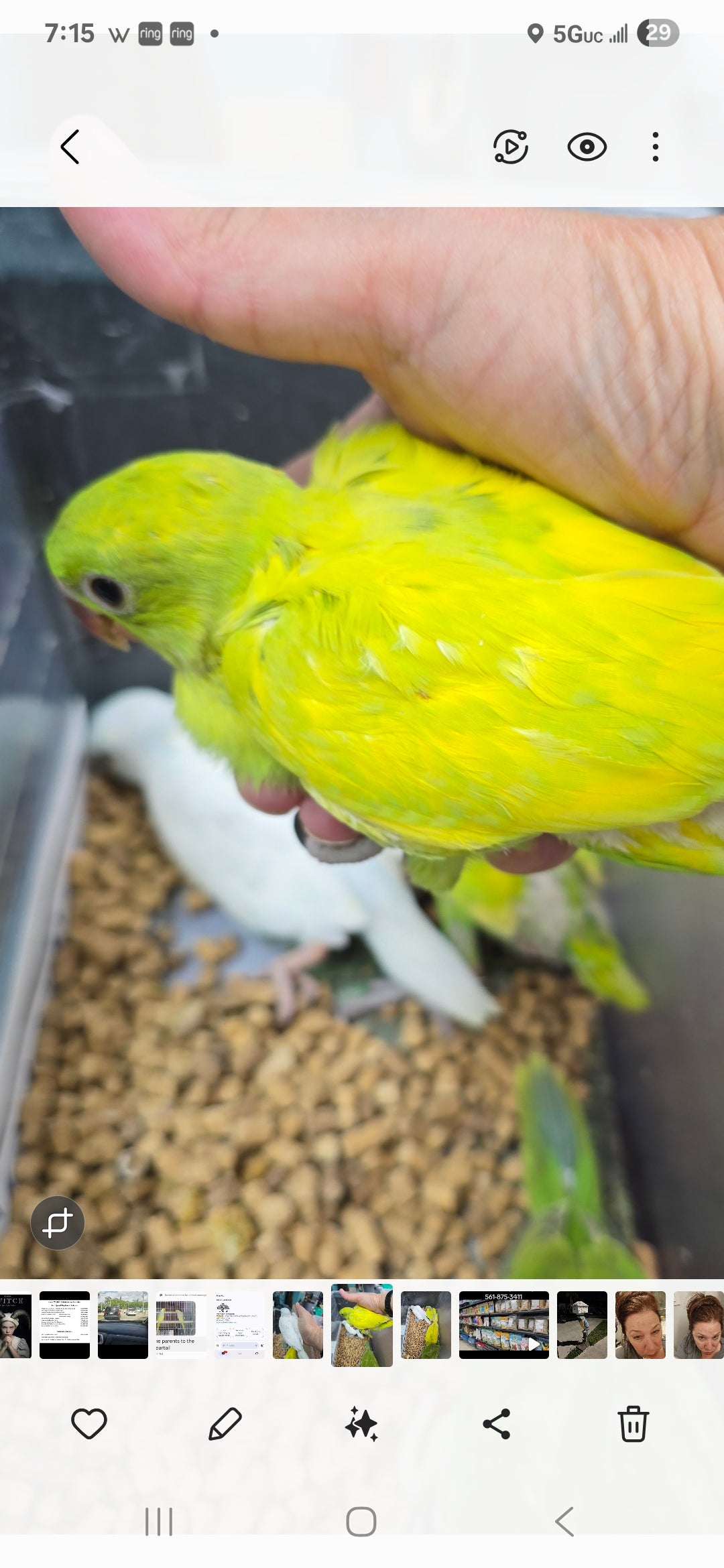 Indian Ringneck Green Harlequinn aka Chatter-box parrot