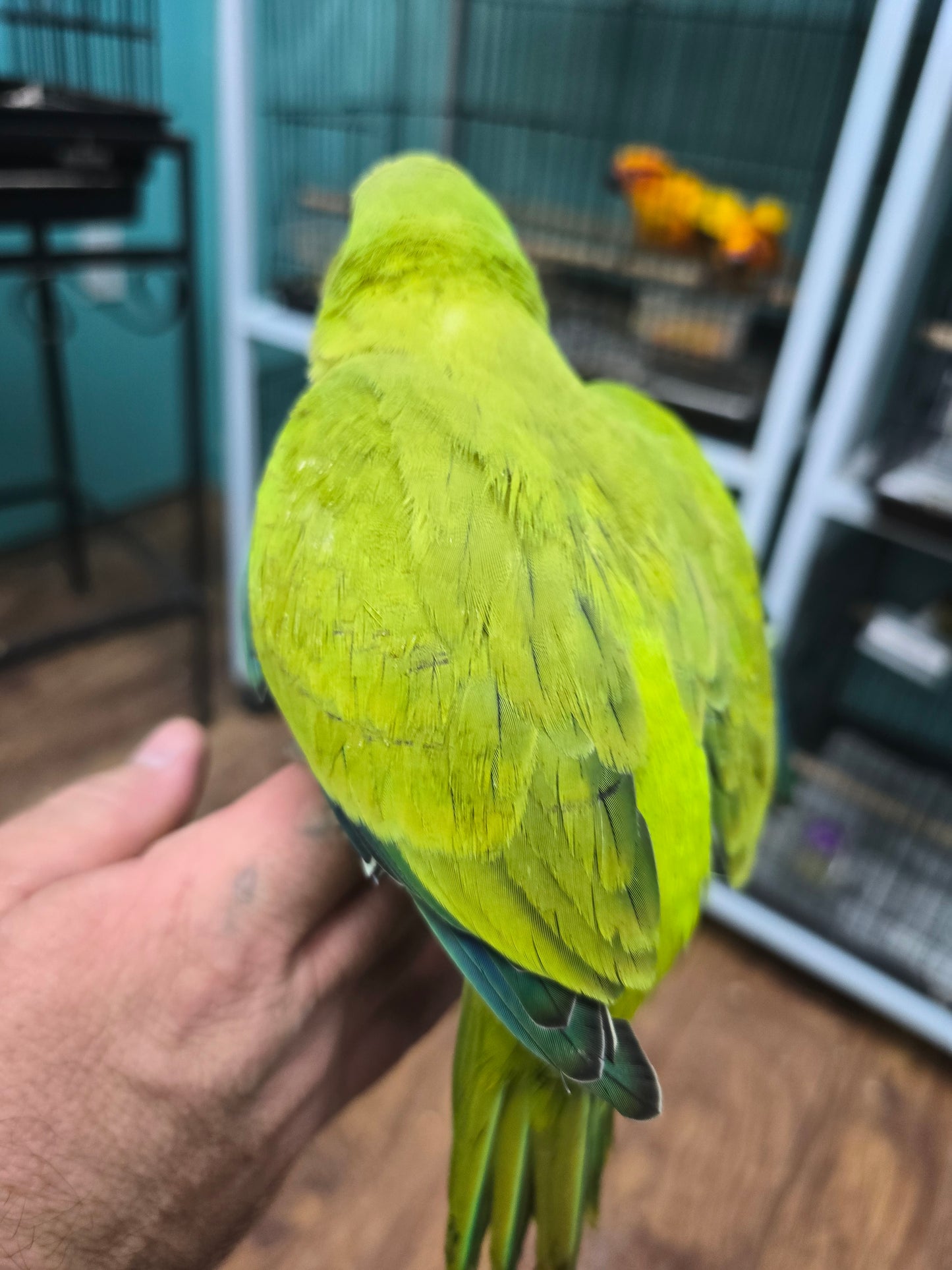 Quaker Parrot aka Monk Parakeet -Green Opaline