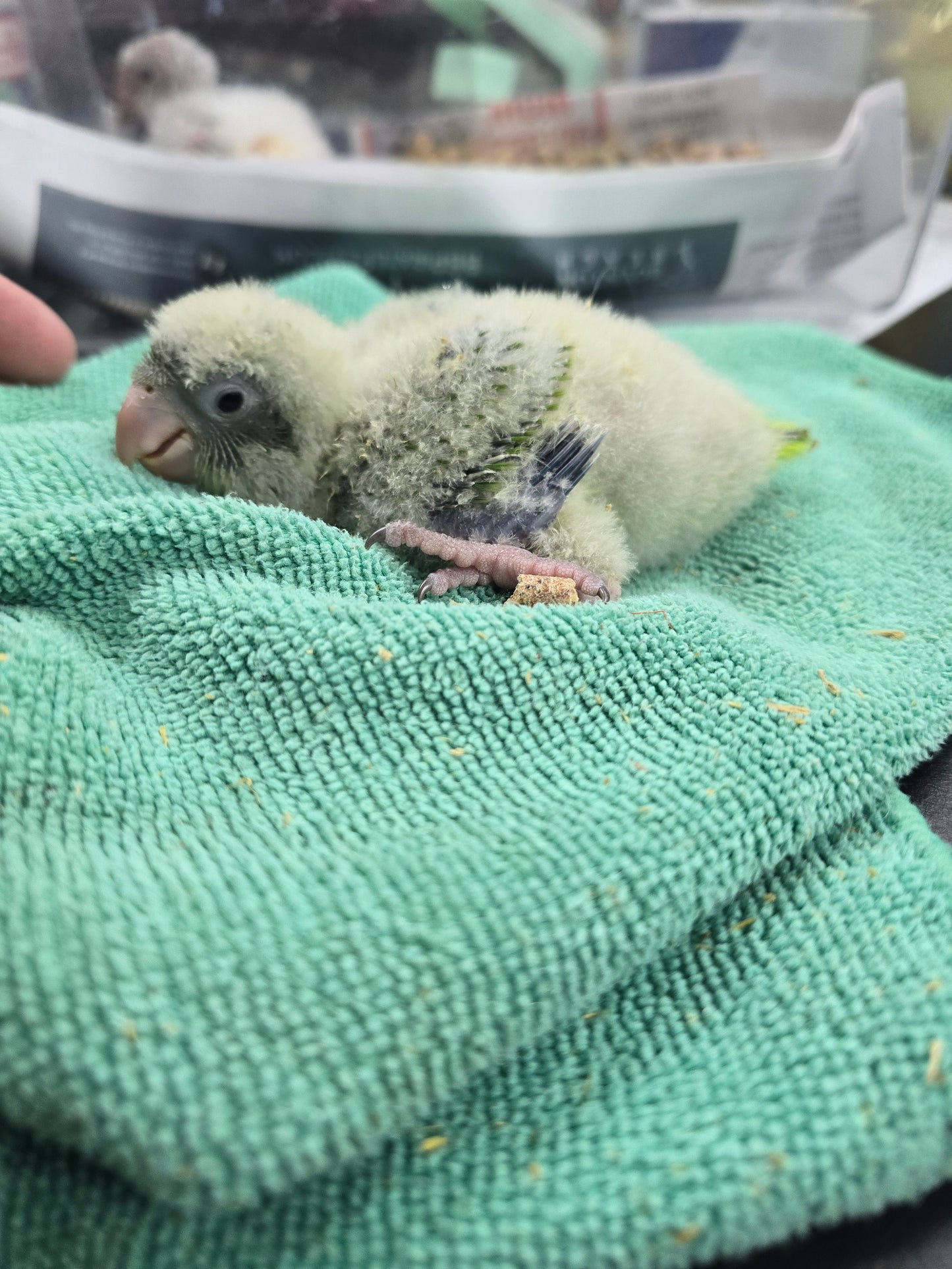 Quaker aka Monk Parrot Green