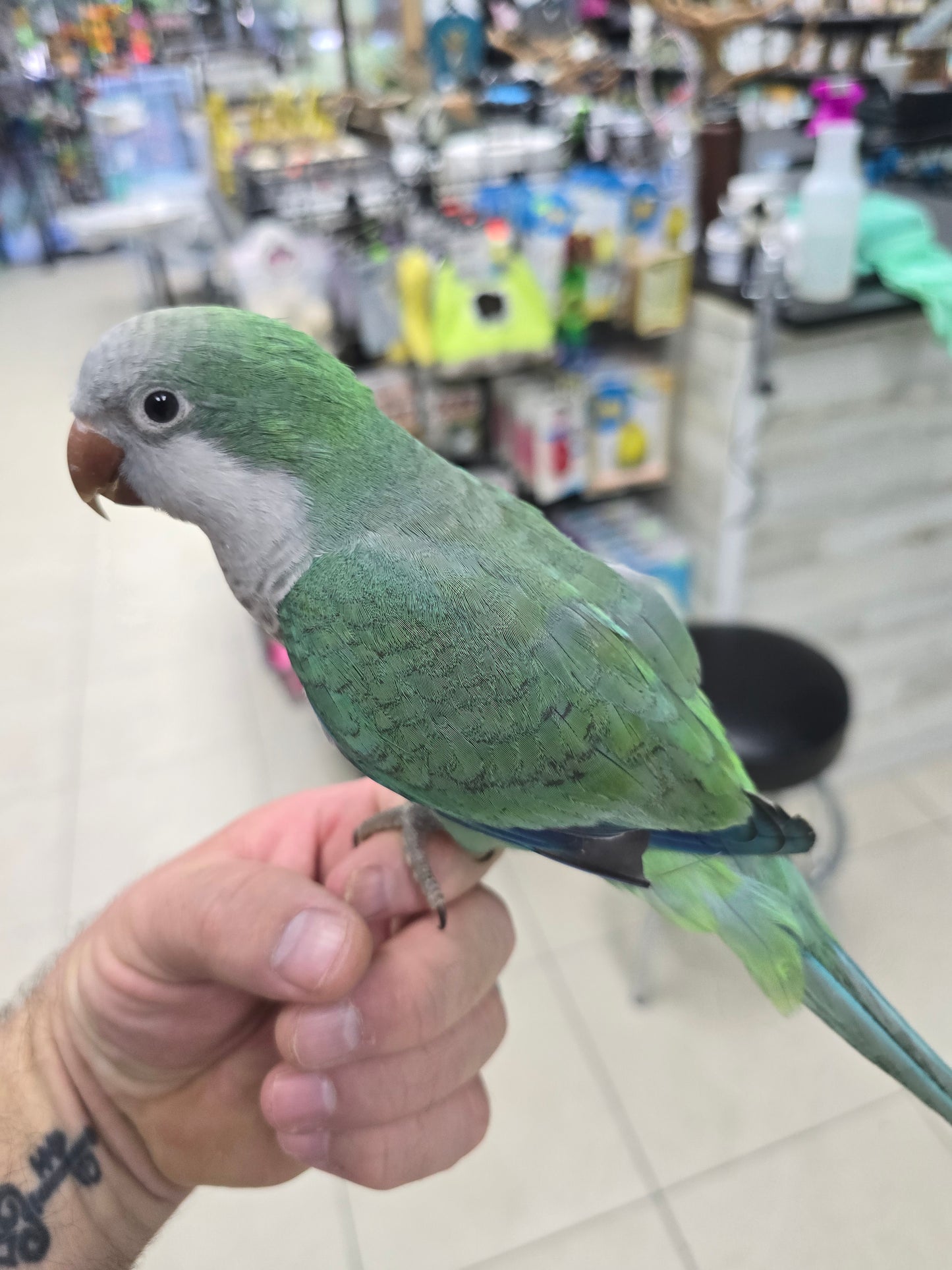 Quaker Parrot aka Monk Parakeet -Turquoise