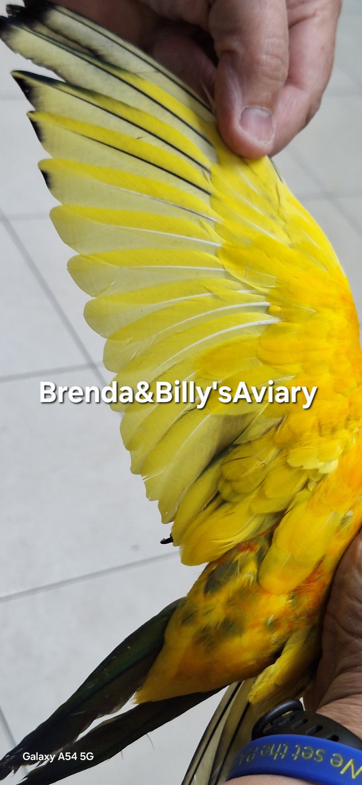 Conure Sun all high yellow