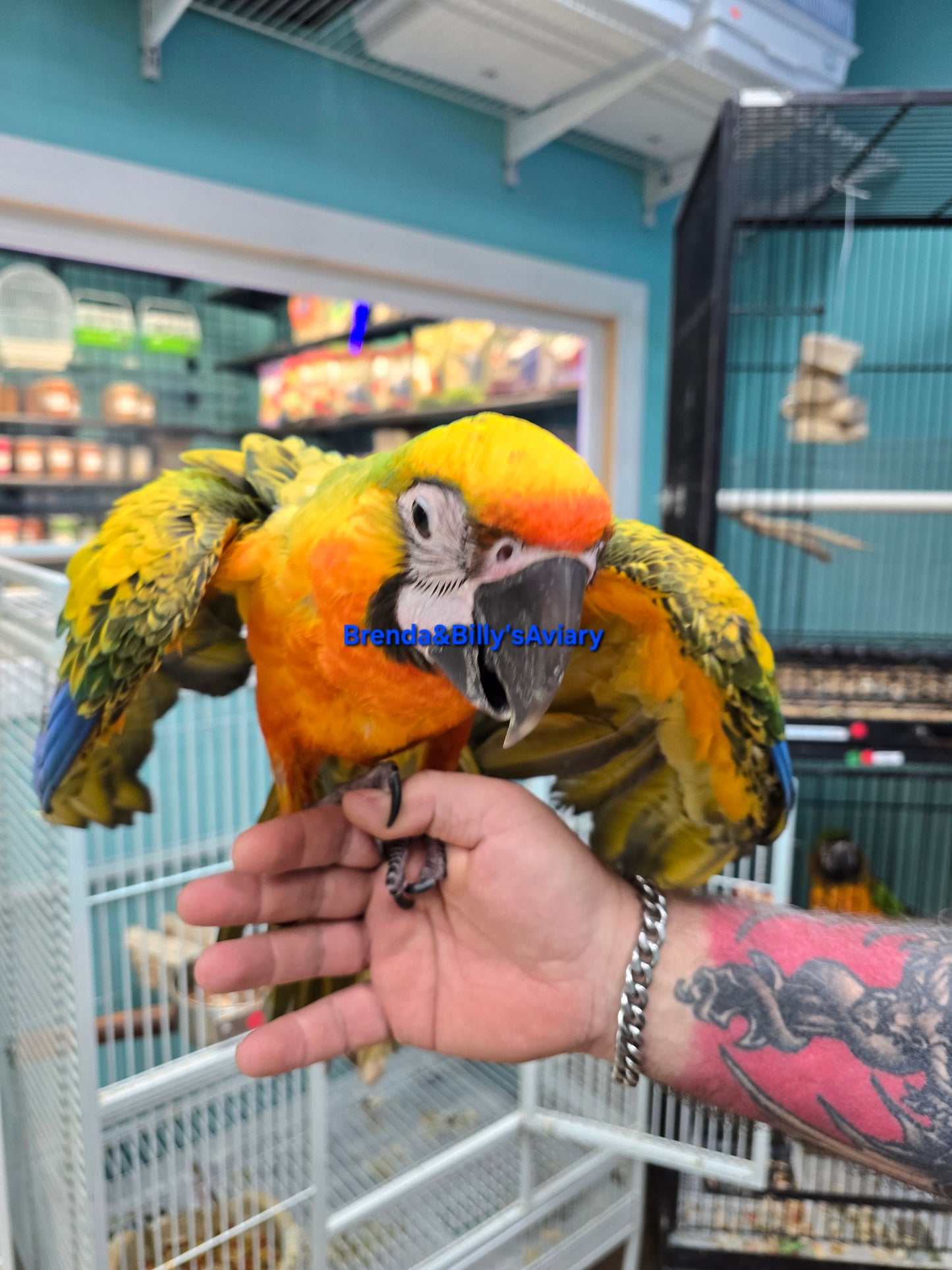 Macaw Camelot High Yellow