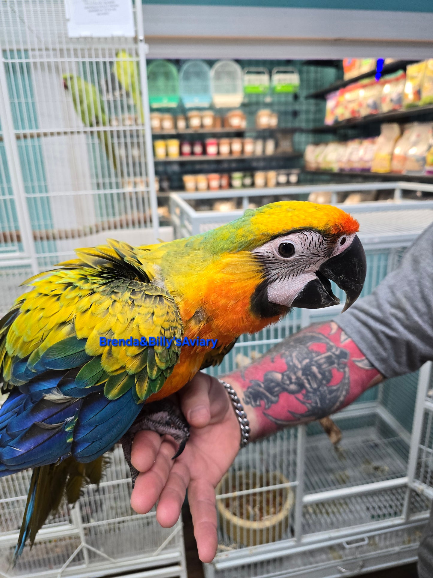 Macaw Camelot High Yellow