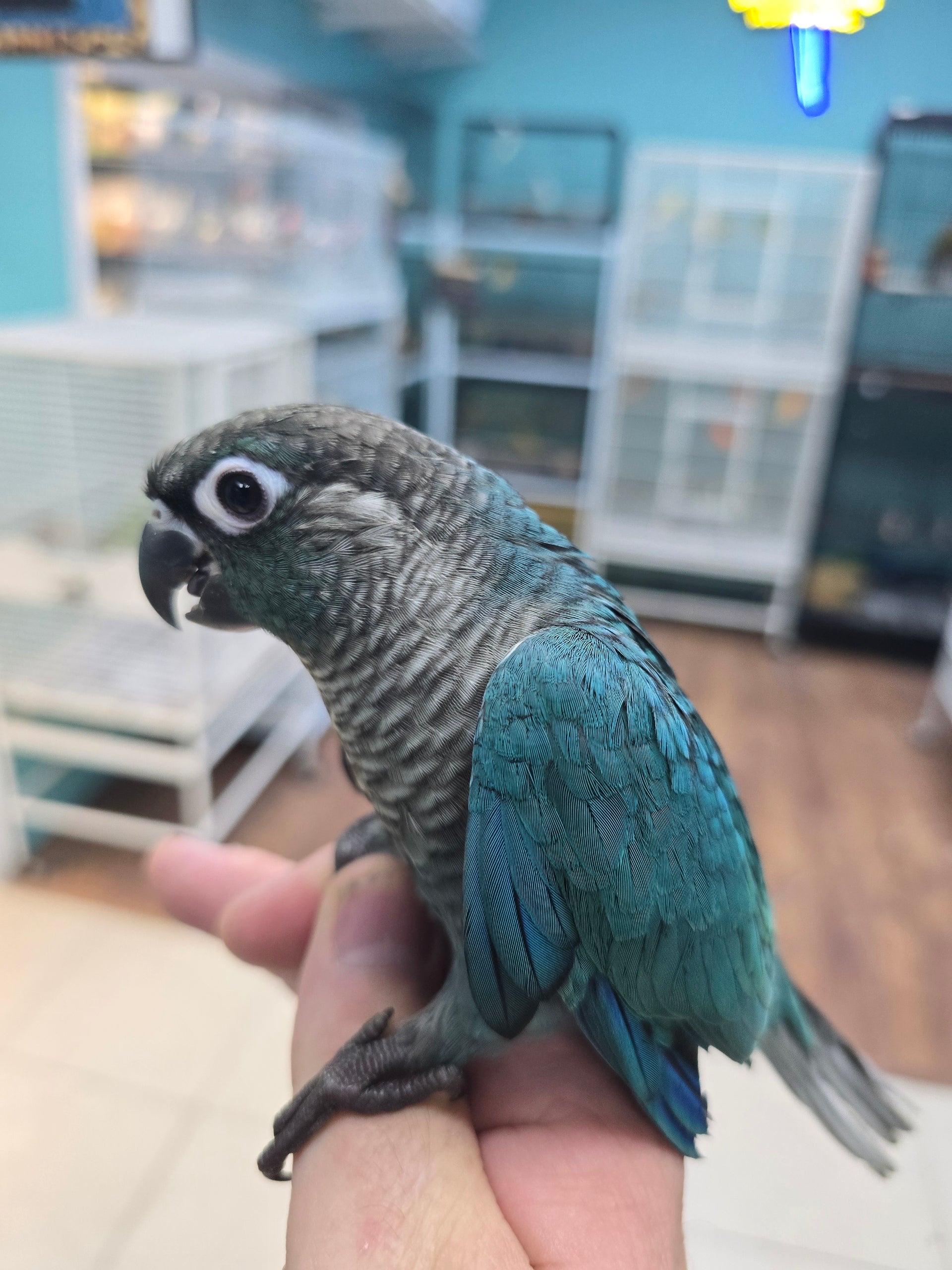 green cheek conure
