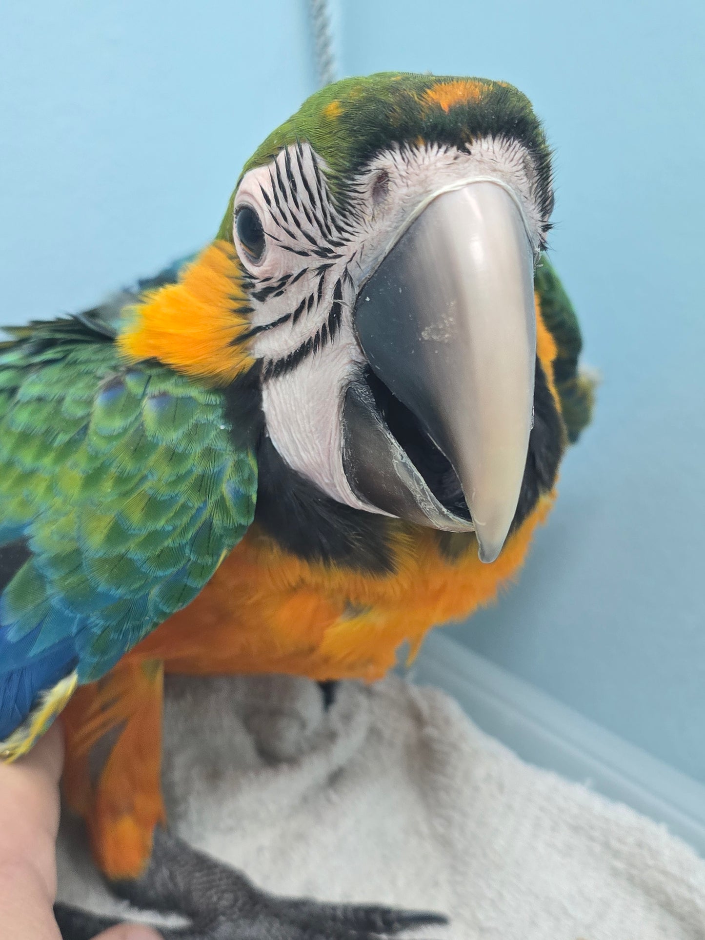 Macaw - Camelot