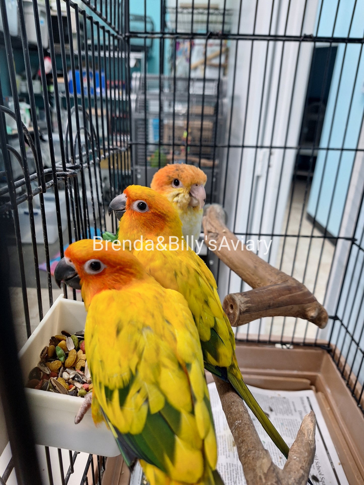 Conure Sun - high yellow