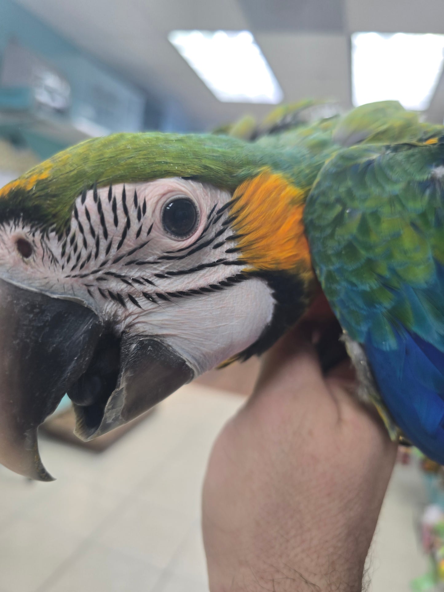Macaw - Camelot