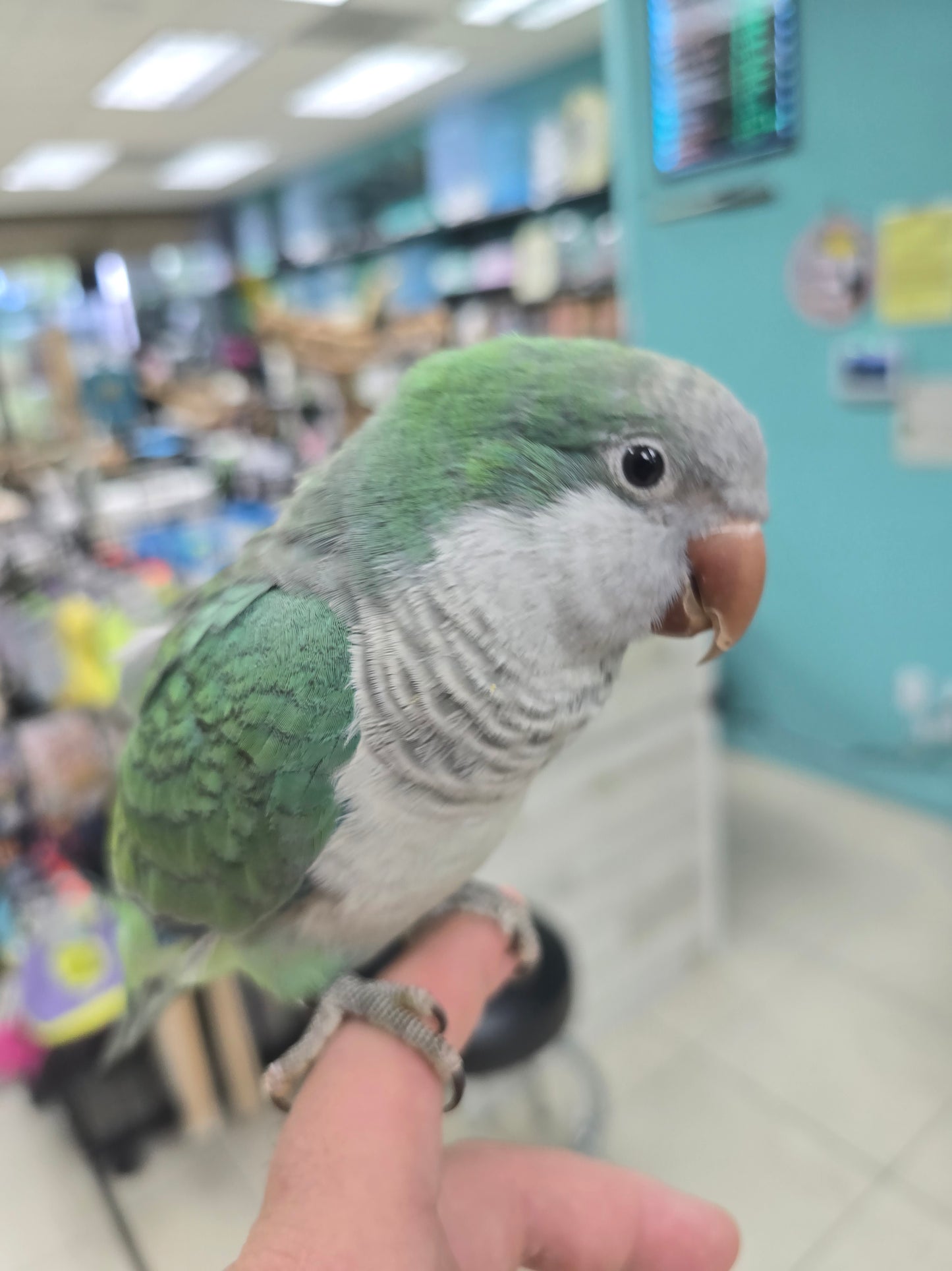Quaker Parrot aka Monk Parakeet -Turquoise