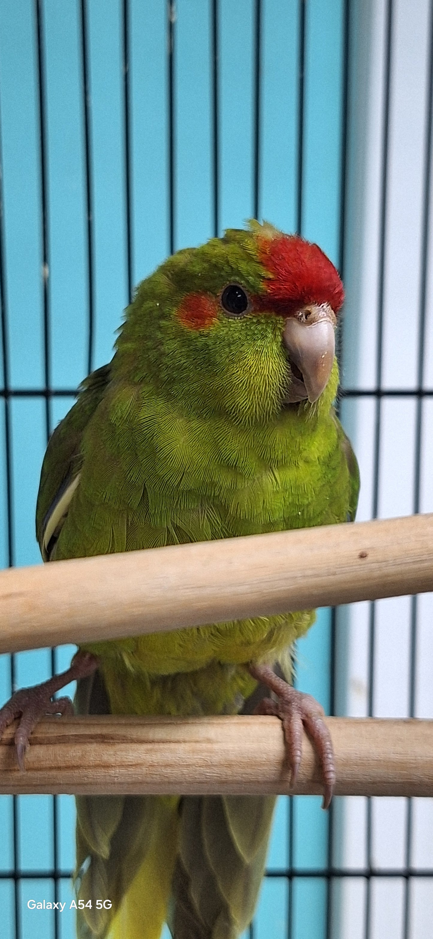 Kakarikis