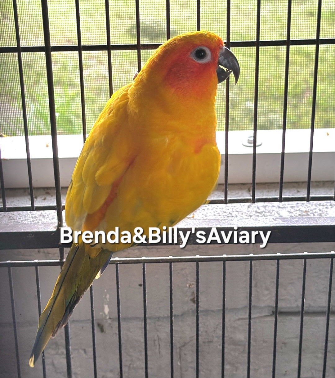 Conure Sun all high yellow