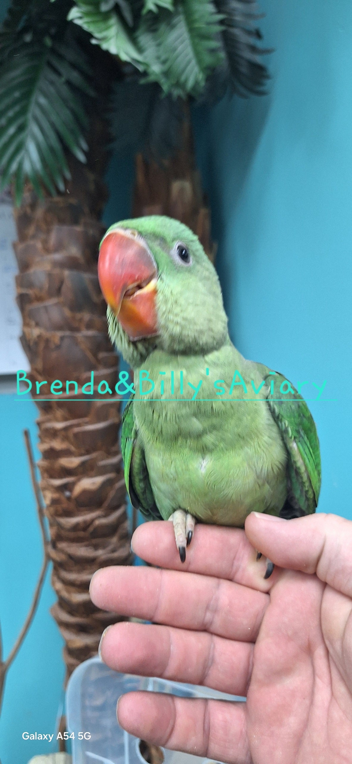 Alexandrine parakeet – Brenda Billy's Aviary,